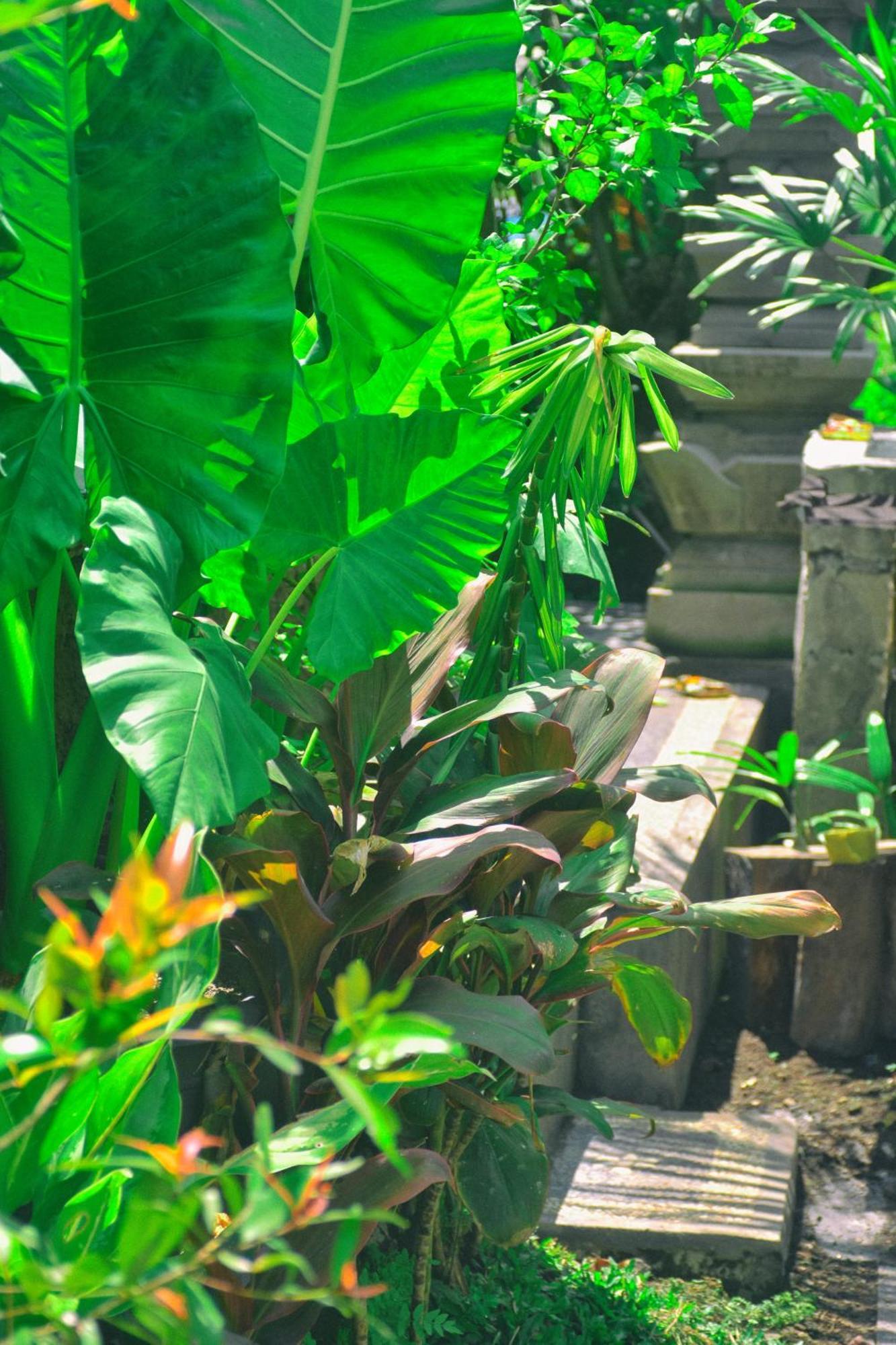 Ume Sita Villa And Homestay Ubud Eksteriør bilde